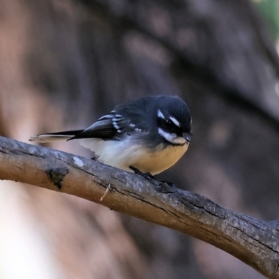 Rhipidura albiscapa (Grey Fantail) at Table Top, NSW - 11 May 2023 by KylieWaldon