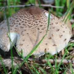 Unidentified Cap on a stem; gills below cap [mushrooms or mushroom-like] at Table Top, NSW - 11 May 2023 by KylieWaldon