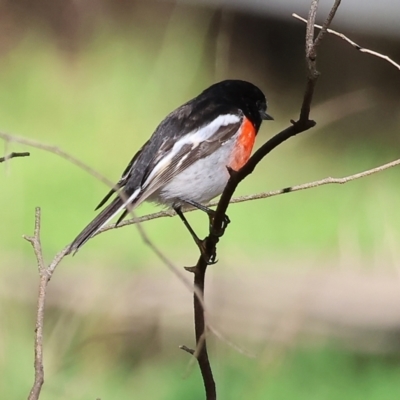 Petroica boodang (Scarlet Robin) at Table Top, NSW - 11 May 2023 by KylieWaldon