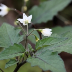 Solanum nigrum (Black Nightshade) at Table Top, NSW - 11 May 2023 by KylieWaldon