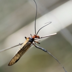 Chorista australis (Autumn scorpion fly) at Table Top, NSW - 11 May 2023 by KylieWaldon