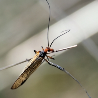 Chorista australis (Autumn scorpion fly) at Table Top, NSW - 11 May 2023 by KylieWaldon