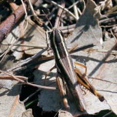 Macrotona australis (Common Macrotona Grasshopper) at Table Top, NSW - 11 May 2023 by KylieWaldon