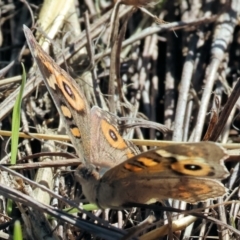 Junonia villida (Meadow Argus) at Table Top, NSW - 11 May 2023 by KylieWaldon