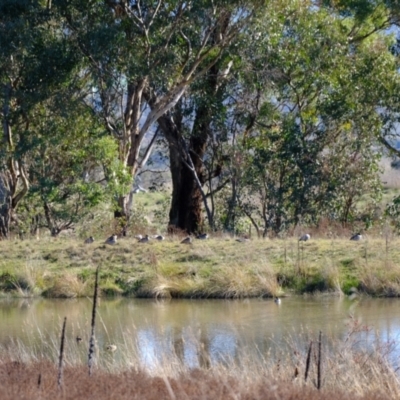 Chenonetta jubata (Australian Wood Duck) at Kama - 11 May 2023 by Kurt