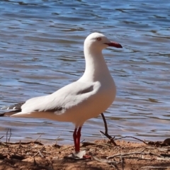 Chroicocephalus novaehollandiae (Silver Gull) at Table Top, NSW - 11 May 2023 by KylieWaldon