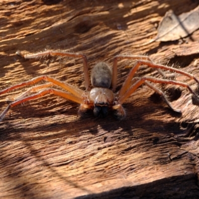 Delena cancerides (Social huntsman spider) at Kama - 11 May 2023 by Kurt