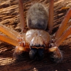 Delena cancerides at Stromlo, ACT - 11 May 2023 03:54 PM