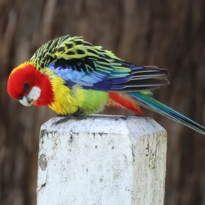 Platycercus eximius (Eastern Rosella) at Table Top, NSW - 11 May 2023 by KylieWaldon