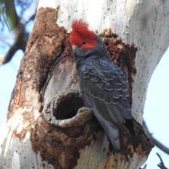 Callocephalon fimbriatum (Gang-gang Cockatoo) at Acton, ACT - 11 May 2023 by HelenCross