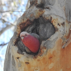 Eolophus roseicapilla at Acton, ACT - 11 May 2023 12:57 PM