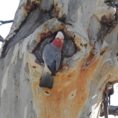 Eolophus roseicapilla at Acton, ACT - 11 May 2023