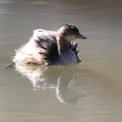 Tachybaptus novaehollandiae (Australasian Grebe) at Point Hut to Tharwa - 11 May 2023 by RodDeb