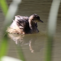 Tachybaptus novaehollandiae at Paddys River, ACT - 11 May 2023