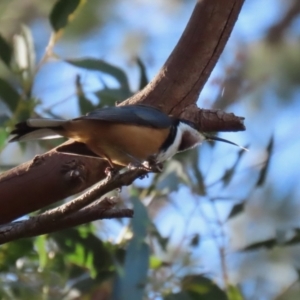 Acanthorhynchus tenuirostris at Gordon, ACT - 11 May 2023