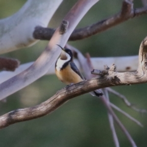 Acanthorhynchus tenuirostris at Gordon, ACT - 11 May 2023