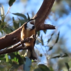 Acanthorhynchus tenuirostris at Gordon, ACT - 11 May 2023