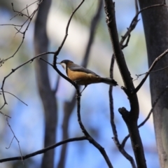 Acanthorhynchus tenuirostris at Gordon, ACT - 11 May 2023