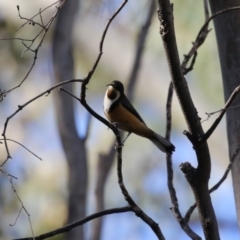 Acanthorhynchus tenuirostris at Gordon, ACT - 11 May 2023