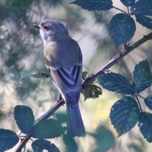 Pachycephala pectoralis at Gordon, ACT - 11 May 2023