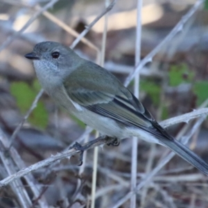 Pachycephala pectoralis at Gordon, ACT - 11 May 2023