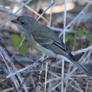 Pachycephala pectoralis at Gordon, ACT - 11 May 2023