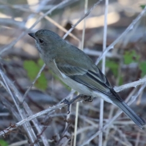 Pachycephala pectoralis at Gordon, ACT - 11 May 2023