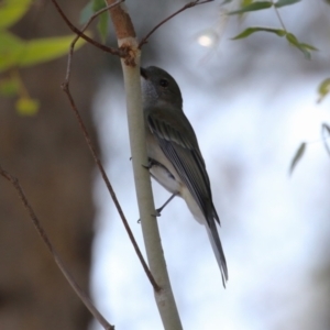 Pachycephala pectoralis at Gordon, ACT - 11 May 2023