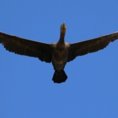 Phalacrocorax carbo at Gordon, ACT - 11 May 2023