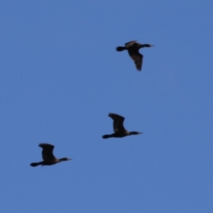 Phalacrocorax sulcirostris at Paddys River, ACT - 11 May 2023 12:33 PM