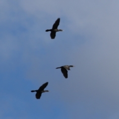 Phalacrocorax sulcirostris at Paddys River, ACT - 11 May 2023 12:33 PM