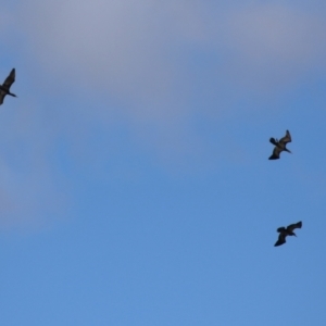 Phalacrocorax sulcirostris at Paddys River, ACT - 11 May 2023 12:33 PM