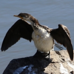 Microcarbo melanoleucos (Little Pied Cormorant) at Paddys River, ACT - 11 May 2023 by RodDeb