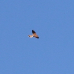 Falco cenchroides (Nankeen Kestrel) at Gordon, ACT - 11 May 2023 by RodDeb