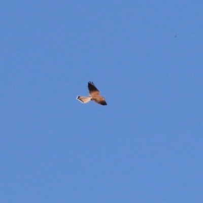 Falco cenchroides (Nankeen Kestrel) at Point Hut to Tharwa - 11 May 2023 by RodDeb