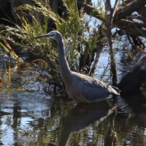 Egretta novaehollandiae at Paddys River, ACT - 11 May 2023