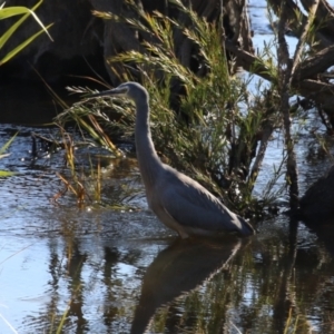 Egretta novaehollandiae at Paddys River, ACT - 11 May 2023