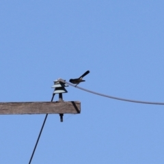 Rhipidura leucophrys at Gordon, ACT - 11 May 2023 12:45 PM