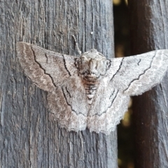 Hypobapta tachyhalotaria (Varied Grey) at Yass River, NSW - 11 May 2023 by SenexRugosus