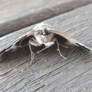 Hypobapta tachyhalotaria at Yass River, NSW - 11 May 2023 10:22 AM