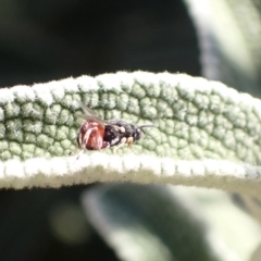 Brachymeria sp. (genus) at Murrumbateman, NSW - 12 May 2023 by SimoneC