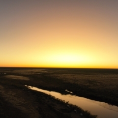 Unidentified Plant at Camooweal, QLD - 15 Jul 2022 by AaronClausen