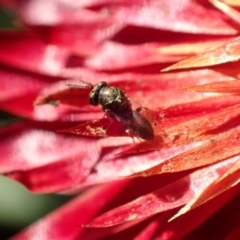 Chalcidoidea (superfamily) at Murrumbateman, NSW - 11 May 2023