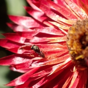 Chalcidoidea (superfamily) at Murrumbateman, NSW - 11 May 2023