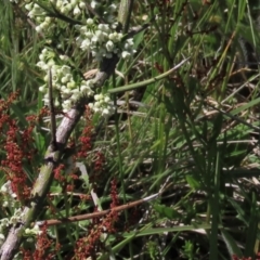 Discaria pubescens (Australian Anchor Plant) at Dry Plain, NSW - 15 Nov 2020 by AndyRoo