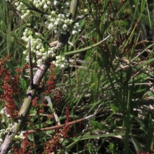 Discaria pubescens at Dry Plain, NSW - 15 Nov 2020