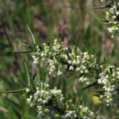 Discaria pubescens at Dry Plain, NSW - 15 Nov 2020