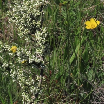 Ranunculus lappaceus (Australian Buttercup) at Dry Plain, NSW - 15 Nov 2020 by AndyRoo