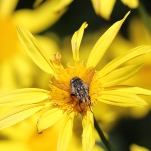 Cuphocera sp. (genus) at Cook, ACT - 11 May 2023