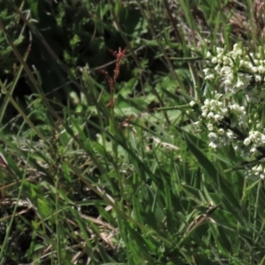 Craspedia variabilis at Dry Plain, NSW - suppressed